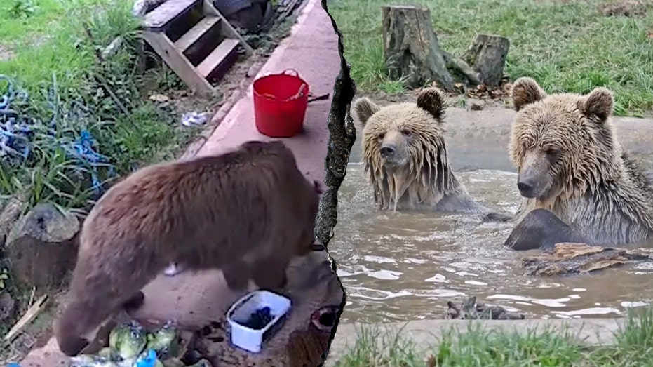 bears-escape-wildlife-park-enclosure-and-feast-on-week’s-worth-of-honey