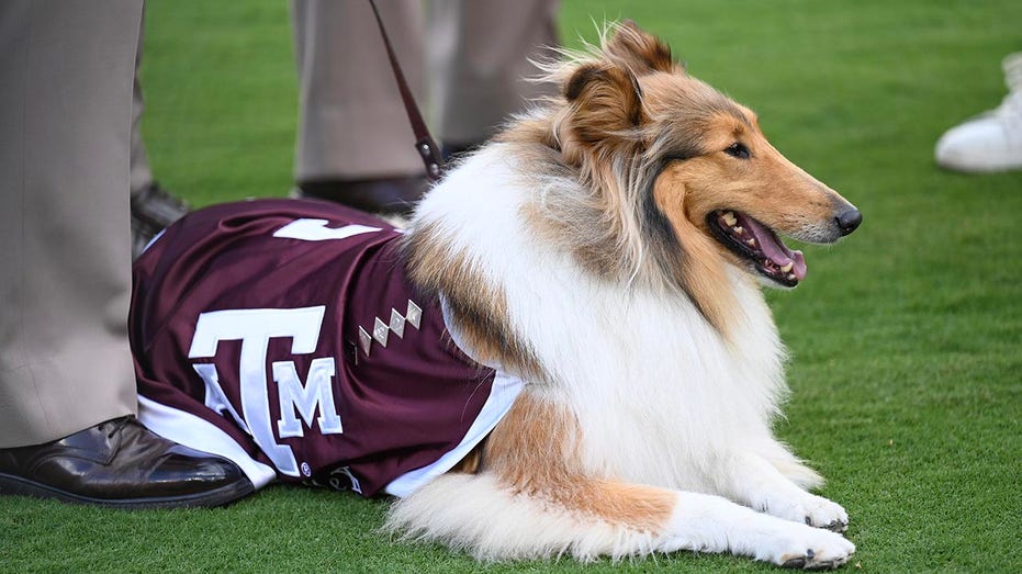 reveille-x,-texas-a&m’s-collie-mascot,-undergoes-eye-surgery-following-glaucoma-diagnosis