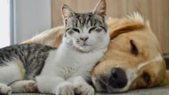why-the-government-wants-your-pet-dog-and-cat-poo
