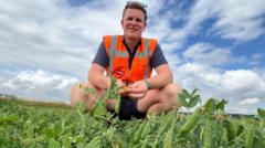 pea-shortage-fears-over-earliest-harvest-in-years
