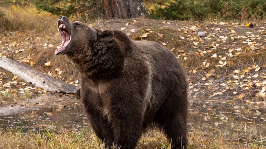 woman-saves-husband’s-life-with-bear-spray-during-grizzly-attack-in-wilderness