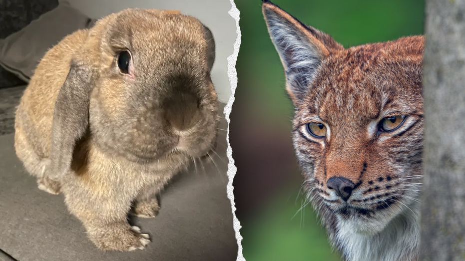 zoo’s-request-for-donations-of-pets-to-be-fed-to-predatory-animals-draws-peta-blowback