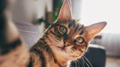 cats-develop-dementia-in-a-similar-way-to-humans