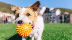 when-is-it-too-hot-to-walk-your-dog?