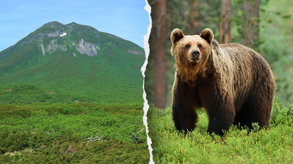 hiker’s-friend-watches-in-horror-as-brown-bear-drags-man-into-bushes-on-mountain:-report
