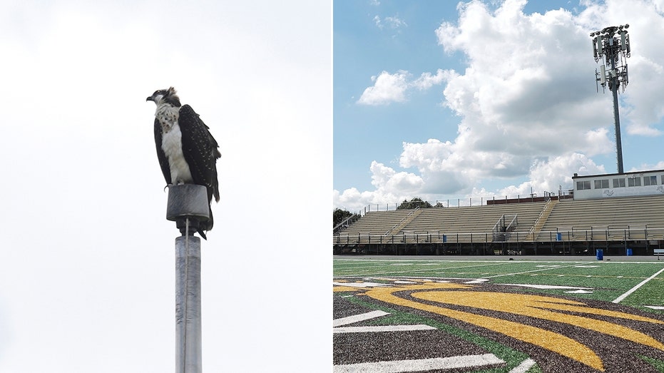 federally-protected-birds-force-high-school-football-team-to-rearrange-schedule