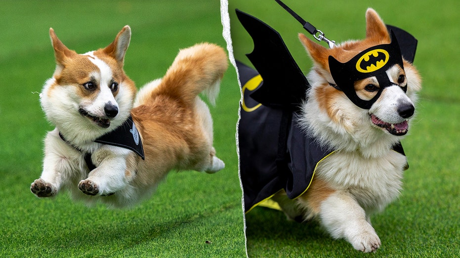 thousands-attend-corgi-competition-featuring-120-teams-from-across-europe:-‘he’s-really-proud’