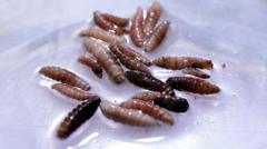 first-human-case-of-flesh-eating-screwworm-parasite-confirmed-in-us