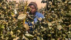 zimbabwe-is-tobacco-country.-but-some-want-to-switch-to-a-healthier-crop-–-blueberries