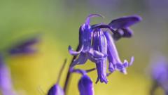 miranda-hart-on-the-healing-power-of-nature-walks