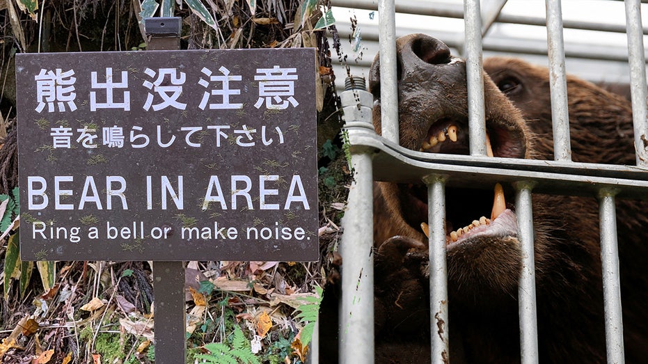 japan-deploys-military-after-record-bear-attacks-across-country