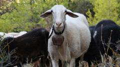 greek-sheep-and-goat-cull-raises-fears-of-feta-cheese-shortage