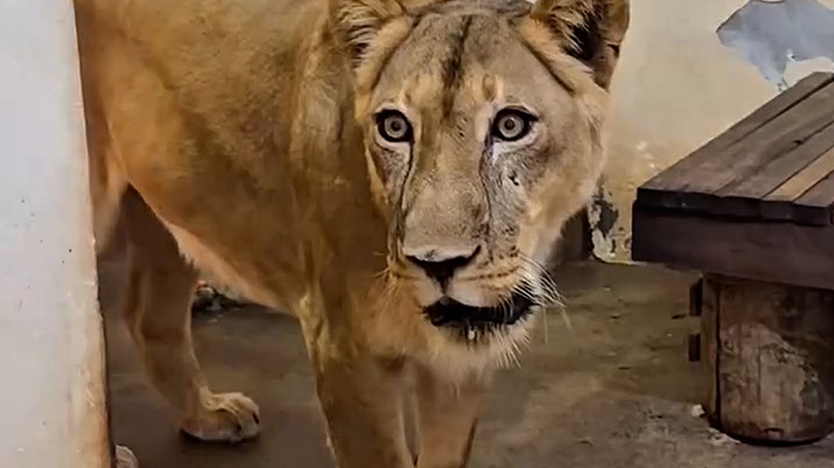 teen-with-dreams-of-lion-taming-mauled-to-death-after-climbing-into-enclosure-at-zoo