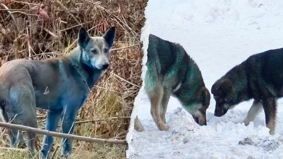 expert-reveals-‘likely’-reason-behind-chernobyl’s-mysterious-blue-dogs-after-viral-photos