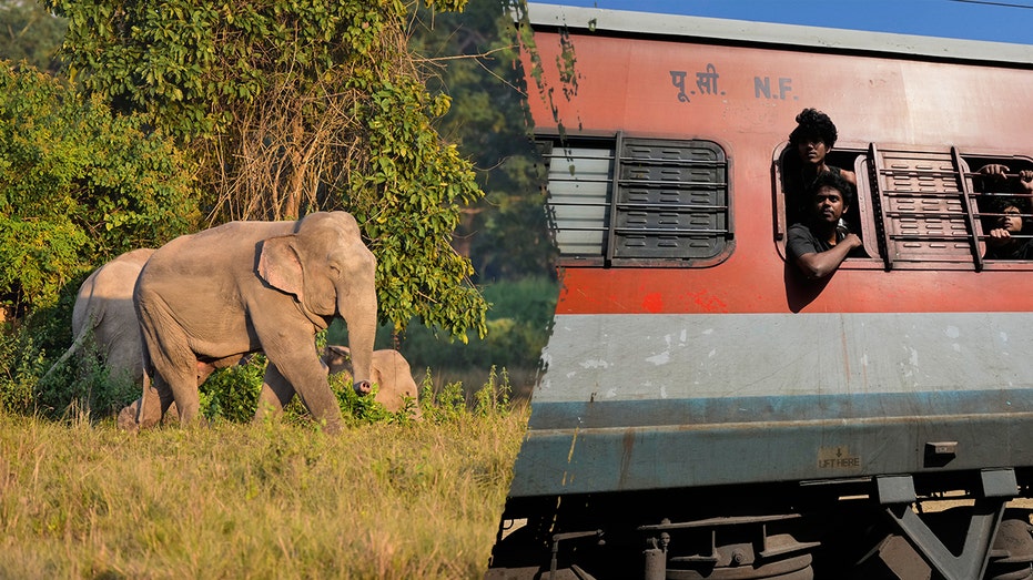 several-elephants-killed-in-train-crash-after-impact-causes-multiple-coaches-to-derail