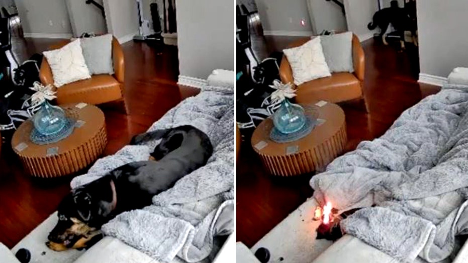 family-dog-rescued-after-chewing-battery-powered-heated-glove,-sparking-house-fire