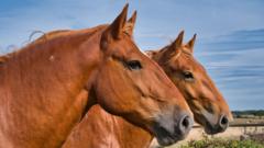 rare-breed-horse-centre-cuts-back-amid-cost-woes