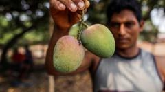 how-do-you-modernise-mango-farming?