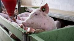 spain’s-huge-pork-industry-seeks-salvation-from-swine-fever-threat