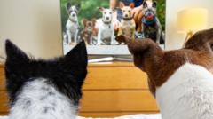 tv-for-dogs-booms-but-are-they-watching?